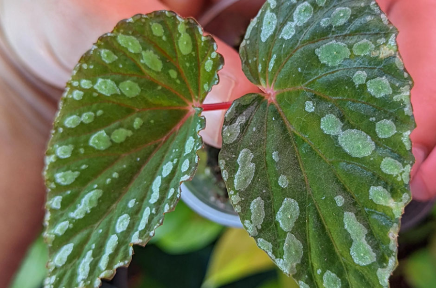 begonia mallacoota